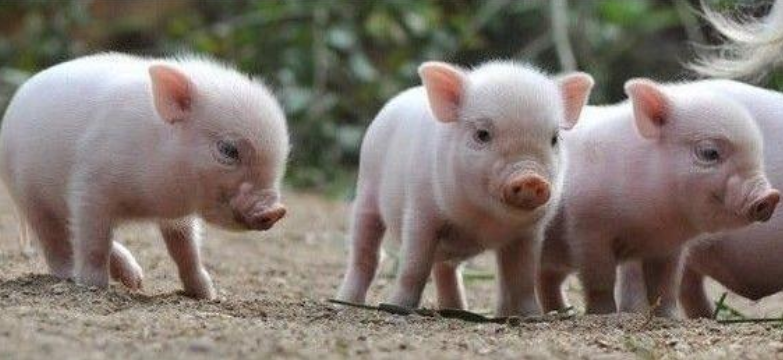 小豬腹瀉的原因、判別和診斷要點(diǎn)