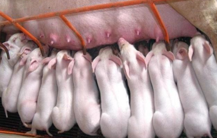 養(yǎng)豬圈流傳的十大錯誤認(rèn)識或操作