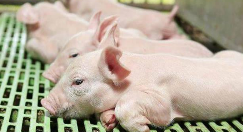 養豬人必須解決的六個豬場問題