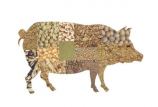 關(guān)于豬飼料品質(zhì)的幾個認(rèn)識誤區(qū)